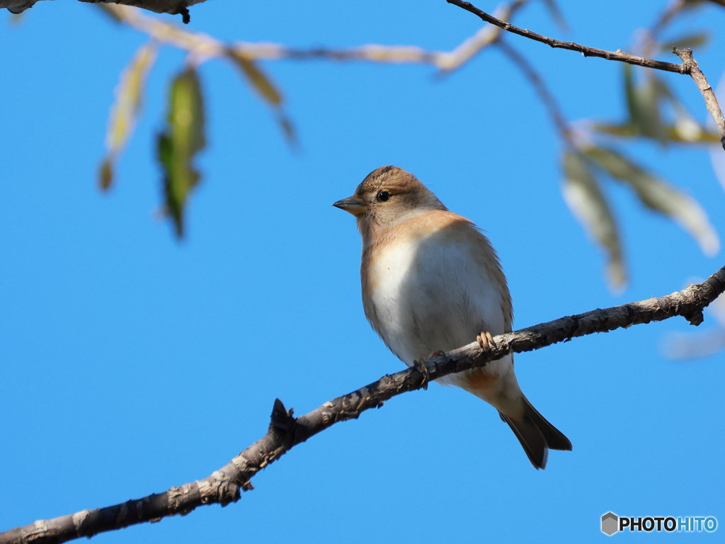 日々探鳥 あなた誰だっけ？ アトリ♀