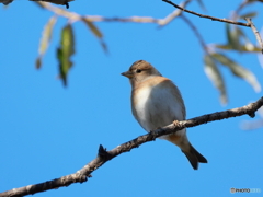 日々探鳥 あなた誰だっけ？ アトリ♀