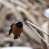 日々探鳥 ジョビオ 弾丸だぞ！！