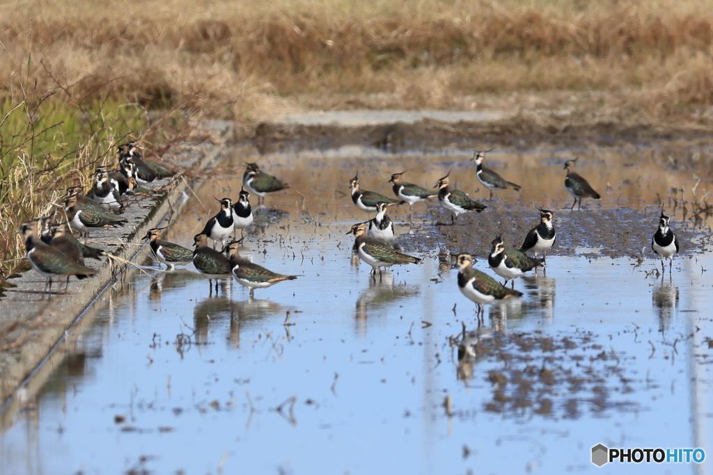 タゲリ百選 沢山集まったね