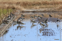 タゲリ百選 沢山集まったね
