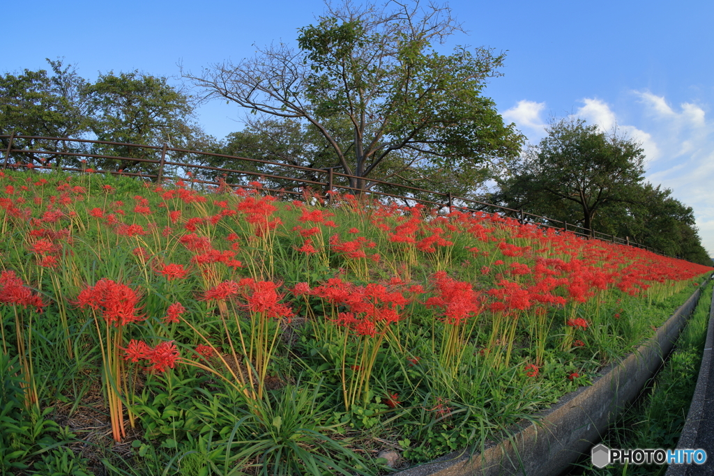 花散策 赤い帯