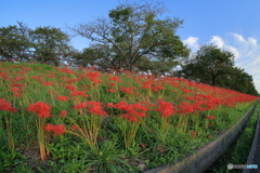 花散策 赤い帯