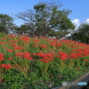 花散策 赤い帯
