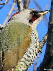 日々探鳥 12/28 今日もアオゲラをドアップで