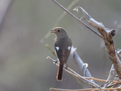 日々探鳥 もう少し居てねジョビコ③