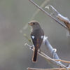日々探鳥 もう少し居てねジョビコ③