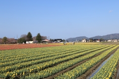 チューリップ圃場