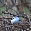 日々探鳥 エナガ５