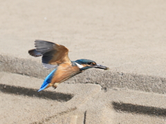 今日のカワセミ 飛込み連続シーン 戻り羽ばたき⑤