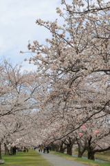 舟川のさくら②