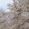 舟川のさくら②