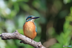 今日のカワセミ♂