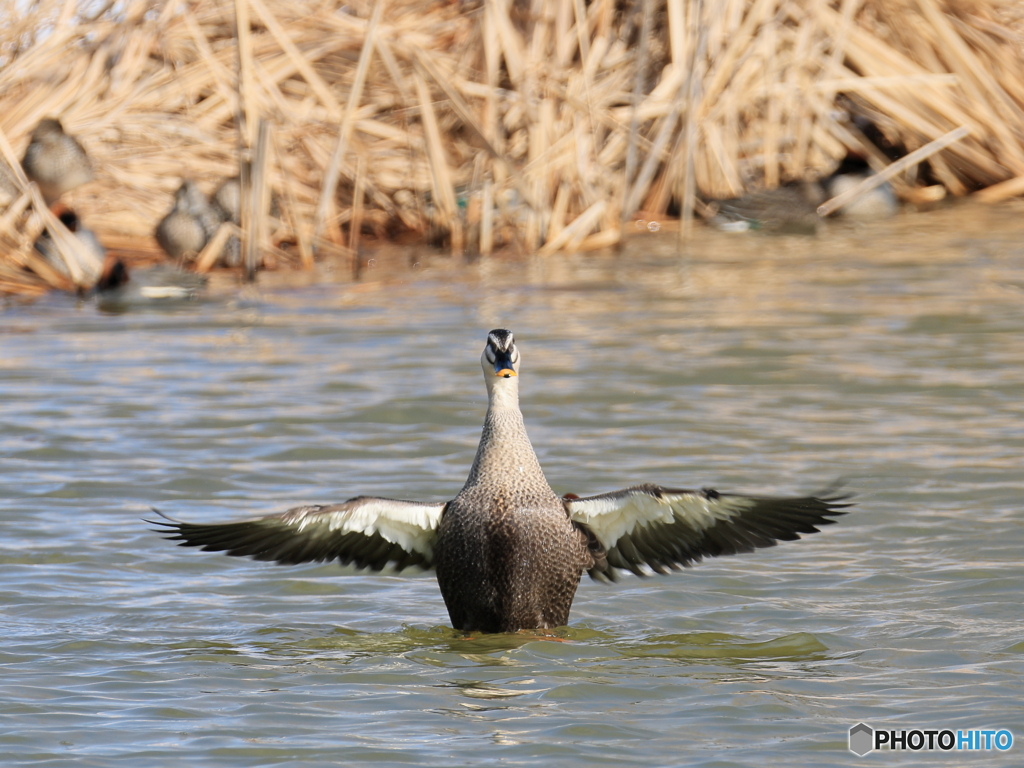 日々探鳥 カルガモの挨拶