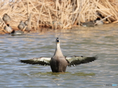 日々探鳥 カルガモの挨拶