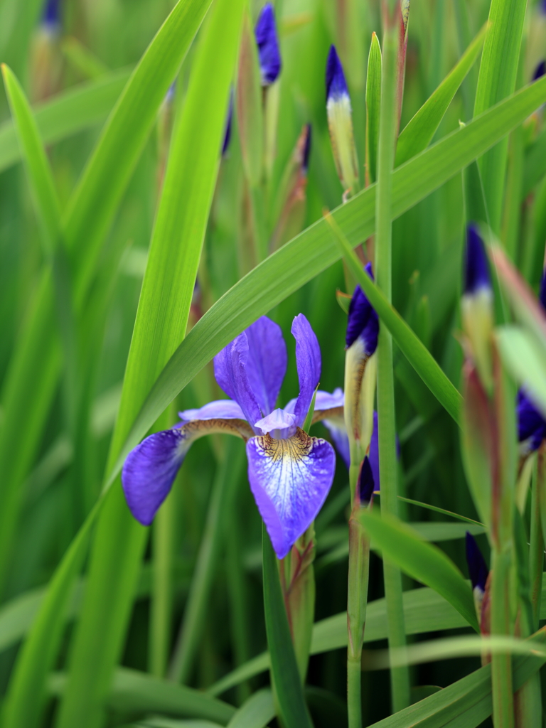 庭の花 アヤメ