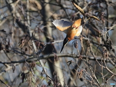 今日のカワセミ 飛び出し⑩
