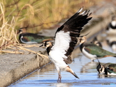 タゲリ百選 水浴び終了 よこらしょ 羽ばたき