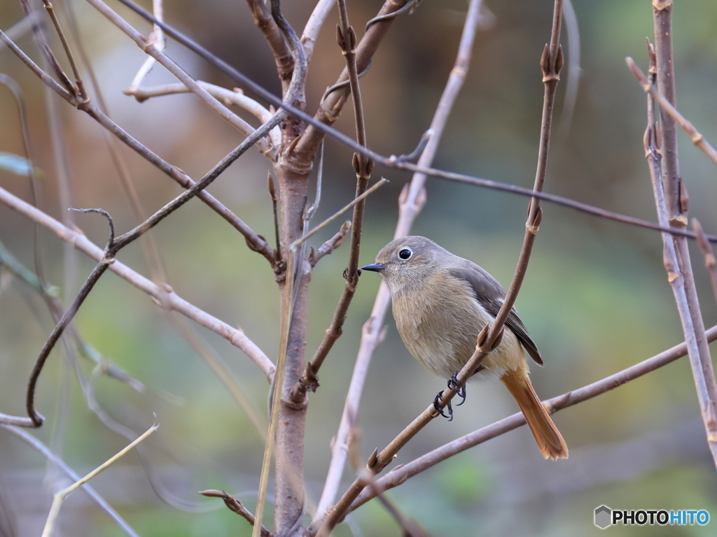 日々探鳥 まだ居るよ