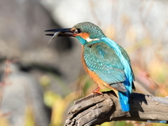 今日のカワセミ ゲット