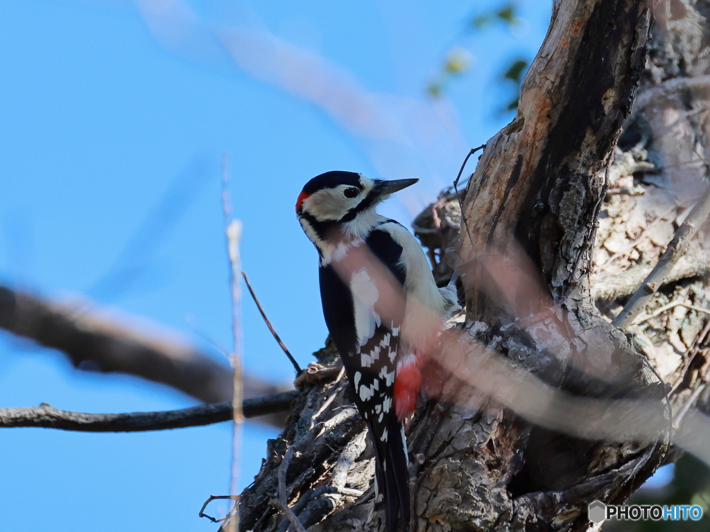 日々探鳥 今日も会えたアカゲラ