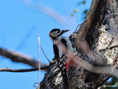 日々探鳥 今日も会えたアカゲラ