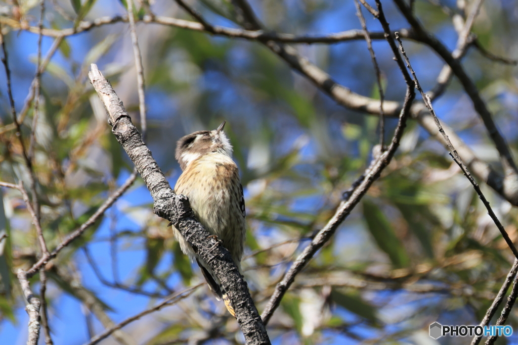 野鳥 見上げてごらん