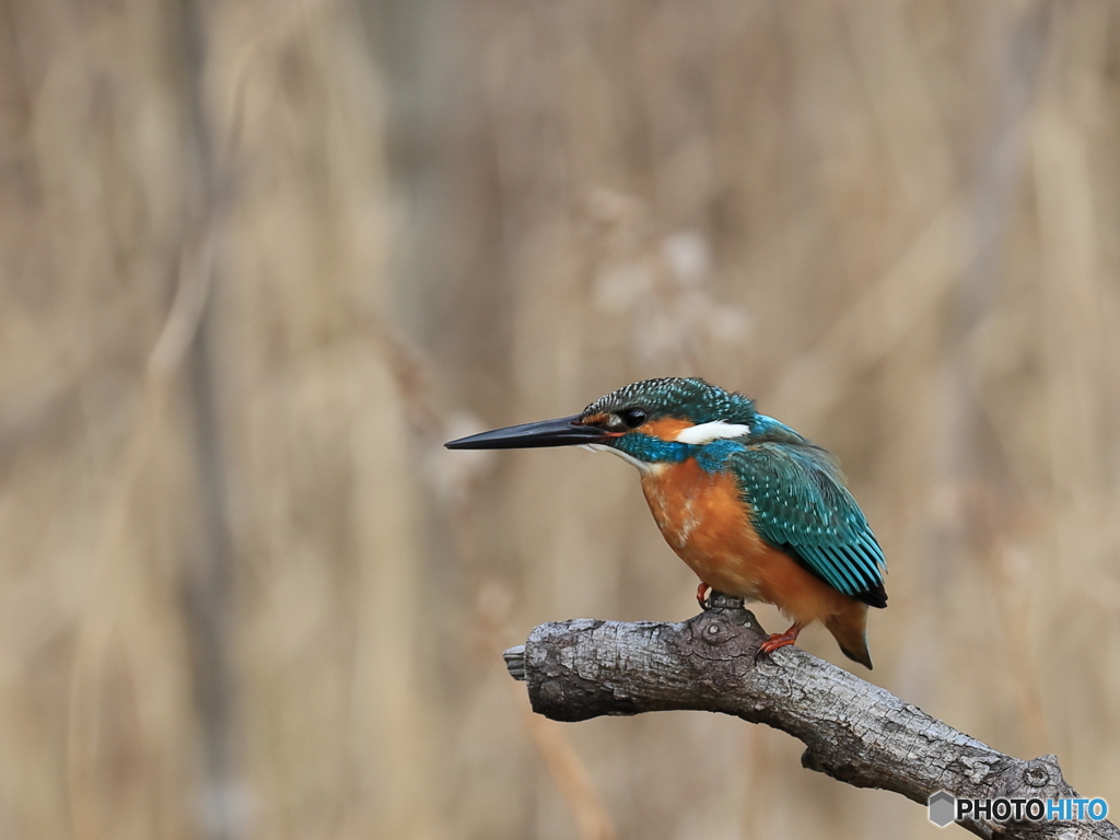 今日のカワセミ 飛び出し①
