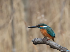 今日のカワセミ 飛び出し①