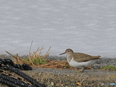 日々探鳥 雪に馴染むイソシギ