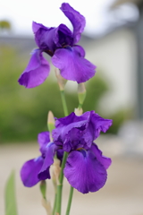 庭の花 ジャーマンアイリス(ドイツアヤメ)