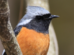 日々探鳥 お別れのジョビオ④