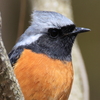 日々探鳥 お別れのジョビオ④