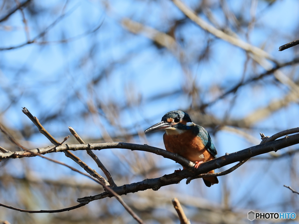 今日のカワセミ 木陰のハンサムくん