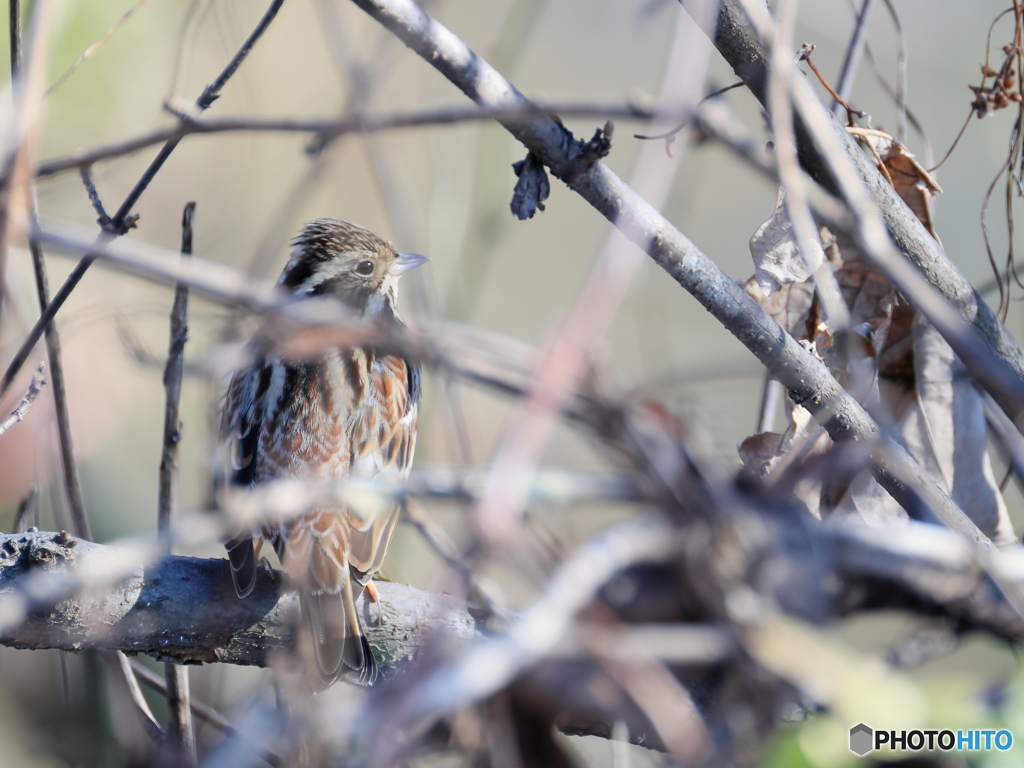 日々探鳥 12/28 冬代表のカシラダカ