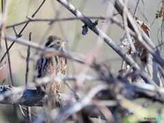 日々探鳥 12/28 冬代表のカシラダカ