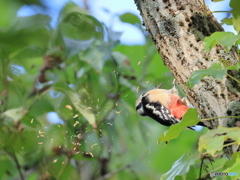 日々探鳥 アカゲラのおl仕事②