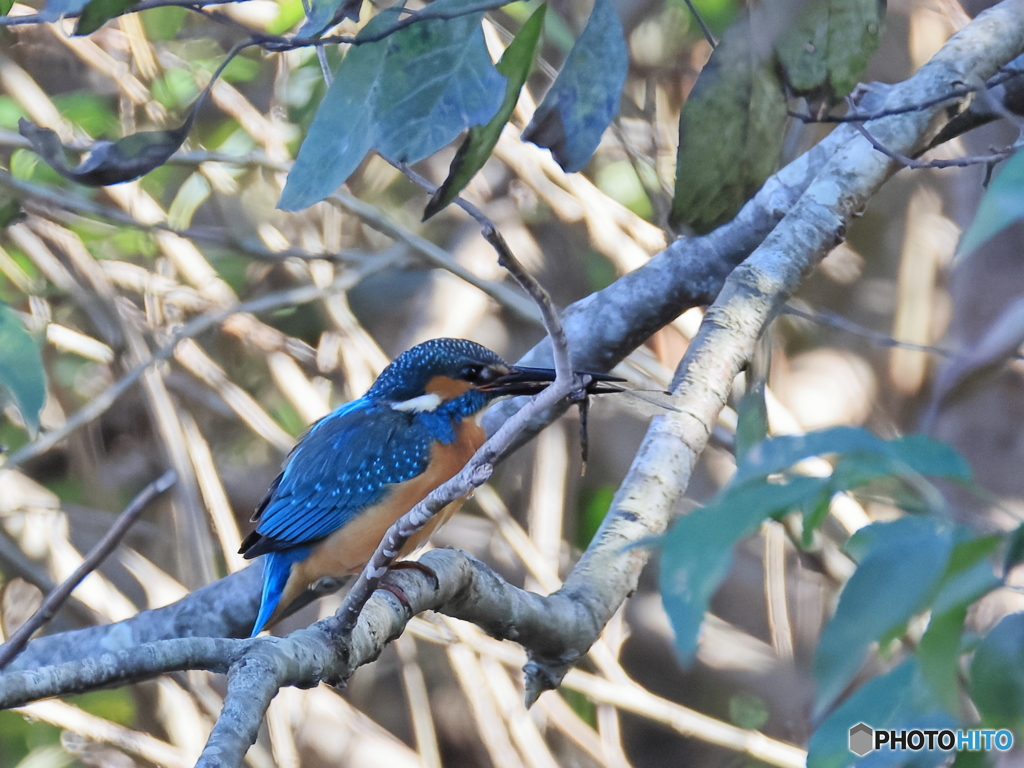 今日のカワセミ あなたトンボも食べるの！