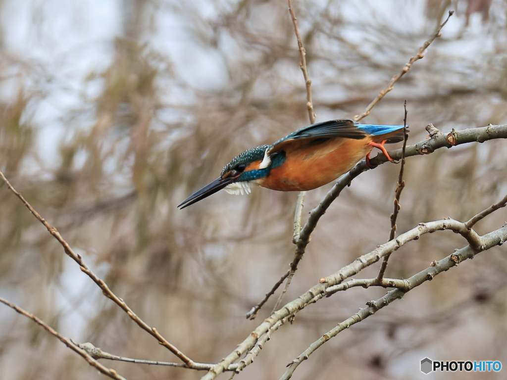 今日のカワセミ 飛込み？移動？
