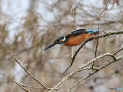 今日のカワセミ 飛込み？移動？