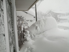 35年ぶりの大雪、一晩で･･