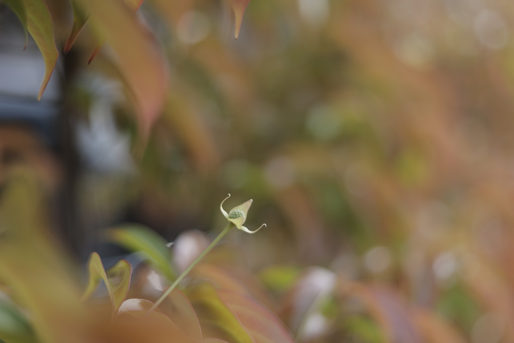 ヤマボウシの花