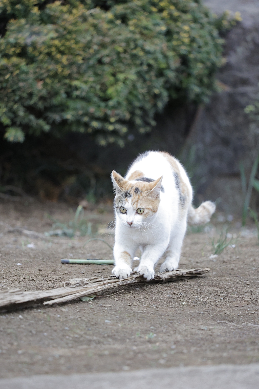 実家猫