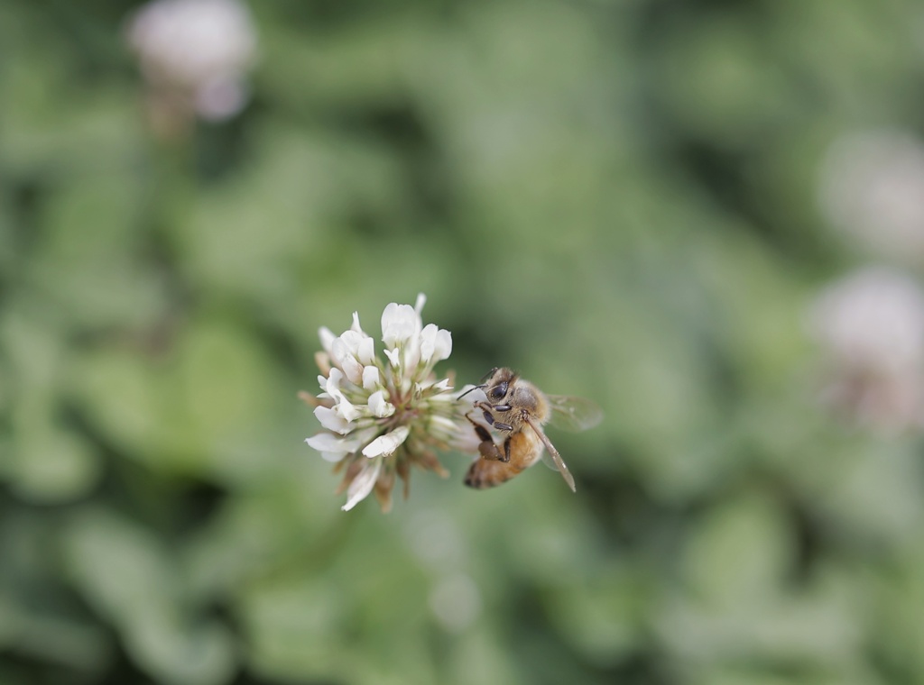 蜂
