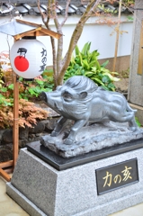 猪突猛進