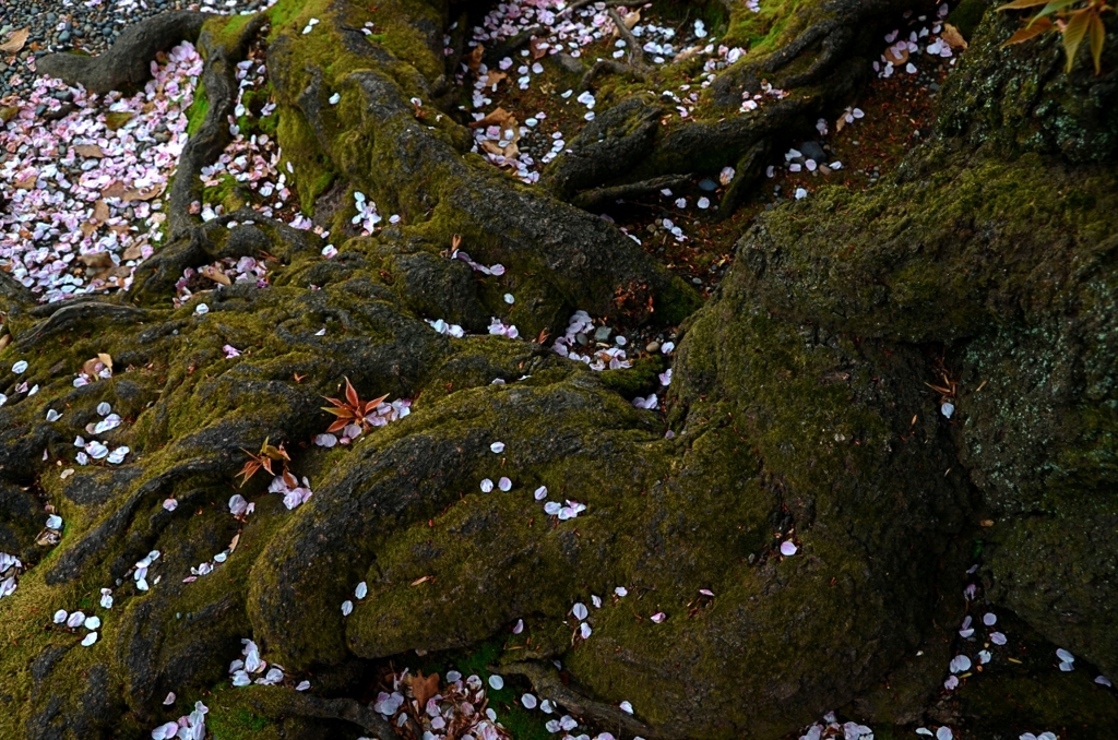 根