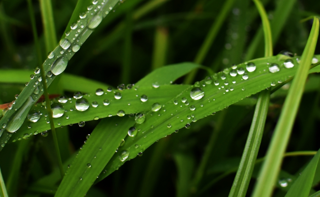 水玉