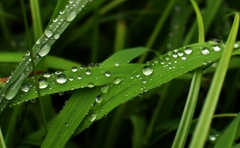 水玉