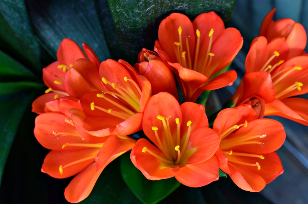 華