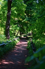 涼し気な小道